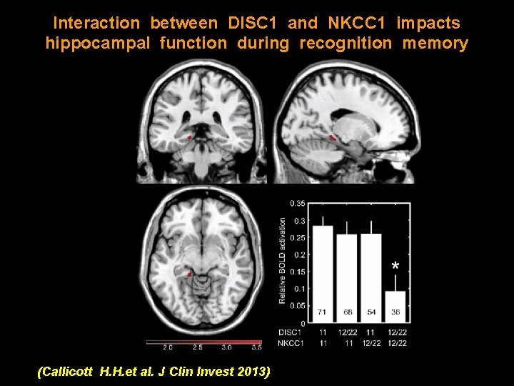 Interaction between DISC 1 and NKCC 1 impacts hippocampal function during recognition memory (Callicott