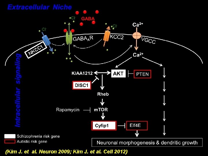 1 CC K N (Kim J. et al. Neuron 2009; Kim J. et al.
