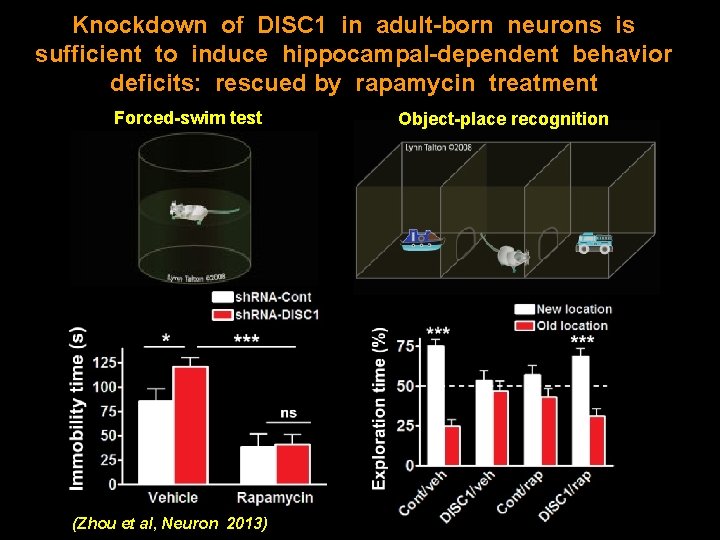 Knockdown of DISC 1 in adult-born neurons is sufficient to induce hippocampal-dependent behavior deficits: