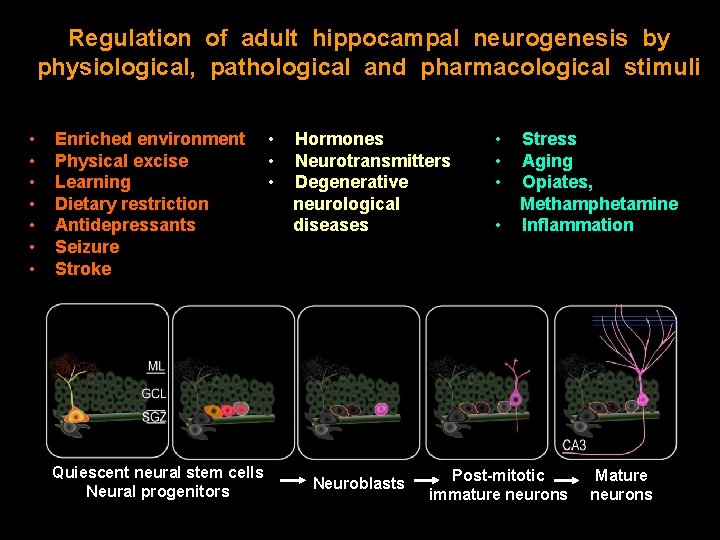 Regulation of adult hippocampal neurogenesis by physiological, pathological and pharmacological stimuli • • Enriched