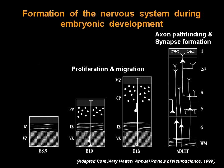 Formation of the nervous system during embryonic development Axon pathfinding & Synapse formation Proliferation