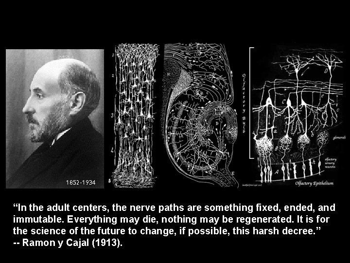 Hippocampus 1852 -1934 “In the adult centers, the nerve paths are something fixed, ended,