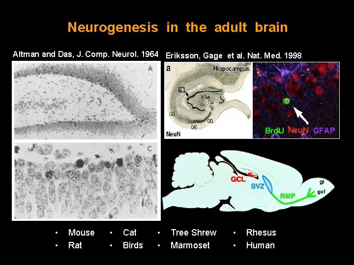 Neurogenesis in the adult brain Altman and Das, J. Comp. Neurol. 1964 Eriksson, Gage