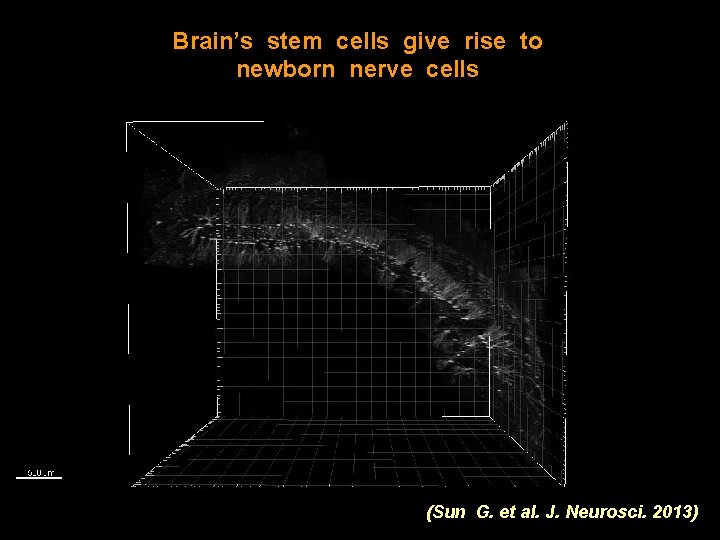 Brain’s stem cells give rise to newborn nerve cells (Sun G. et al. J.