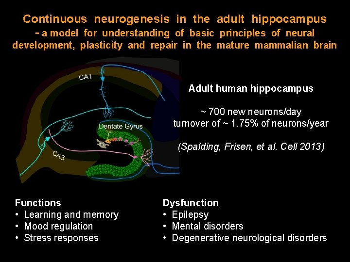 Continuous neurogenesis in the adult hippocampus - a model for understanding of basic principles