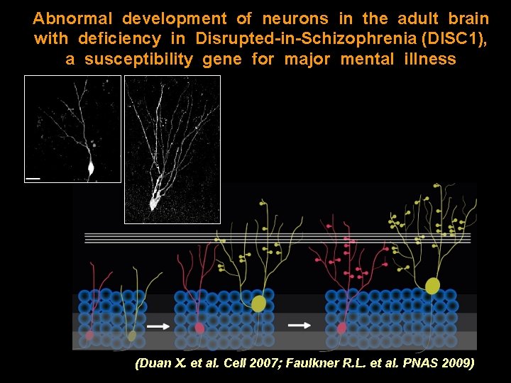 Abnormal development of neurons in the adult brain with deficiency in Disrupted-in-Schizophrenia (DISC 1),