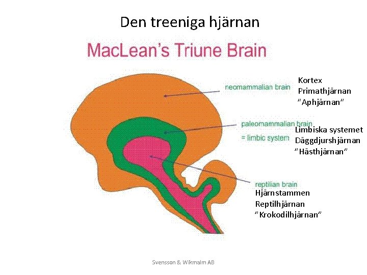 Den treeniga hjärnan Kortex Primathjärnan ”Aphjärnan” Limbiska systemet Däggdjurshjärnan ”Hästhjärnan” Hjärnstammen Reptilhjärnan ”Krokodilhjärnan” Svensson