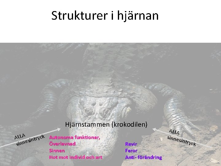 Strukturer i hjärnan Hjärnstammen (krokodilen) ALLA intryck Autonoma funktioner, s Överlevnad sinne Sinnen Hot