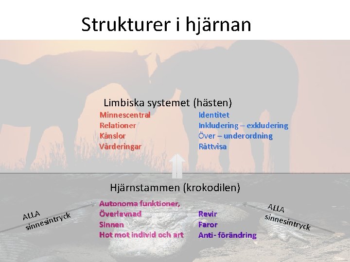 Strukturer i hjärnan Limbiska systemet (hästen) Minnescentral Relationer Känslor Värderingar Identitet Inkludering – exkludering