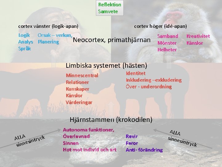 Reflektion Samvete cortex vänster (logik-apan) Logik Orsak – verkan, Neocortex, Analys Planering Språk cortex