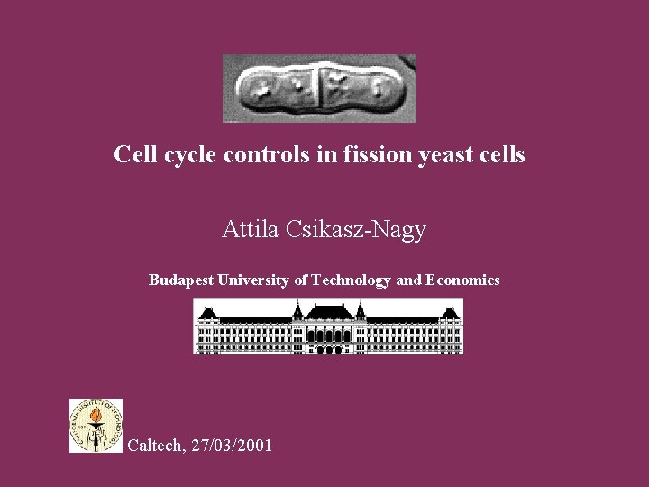 Cell cycle controls in fission yeast cells Attila Csikasz-Nagy Budapest University of Technology and