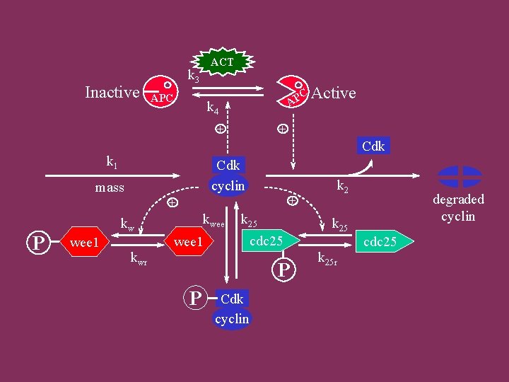 Inactive ACT k 3 APC C Active AP k 4 + + Cdk k