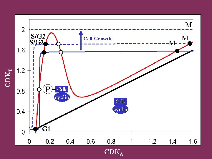 M CDKT S/G 2 P Cell Growth Cdk cyclin M Cdk cyclin G 1