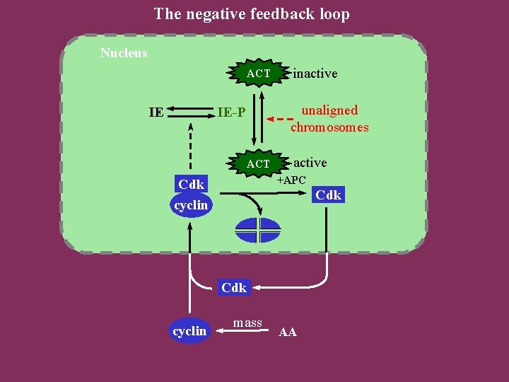 The negative feedback loop Nucleus ACT IE inactive unaligned chromosomes IE-P ACT 0 2