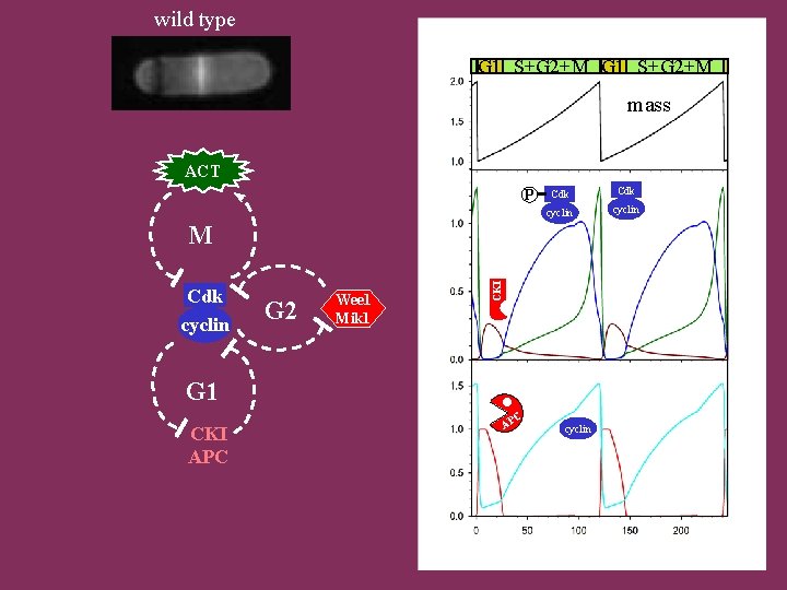 wild type G 1 S+G 2+M mass ACT P Cdk cyclin G 2 Wee