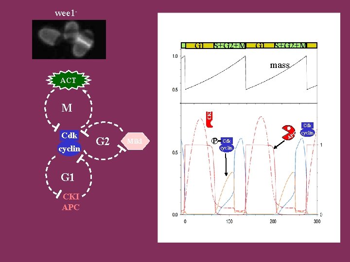 wee 1 G 1 S+G 2+M mass ACT Cdk cyclin G 1 CKI APC