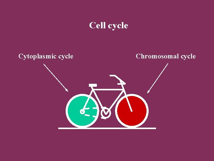 Cell cycle Cytoplasmic cycle Chromosomal cycle 