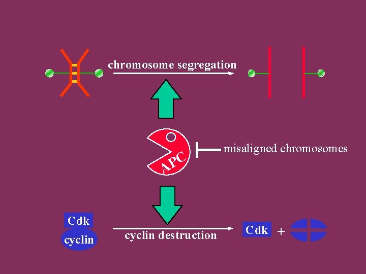 chromosome segregation C P A Cdk cyclin destruction misaligned chromosomes Cdk + 