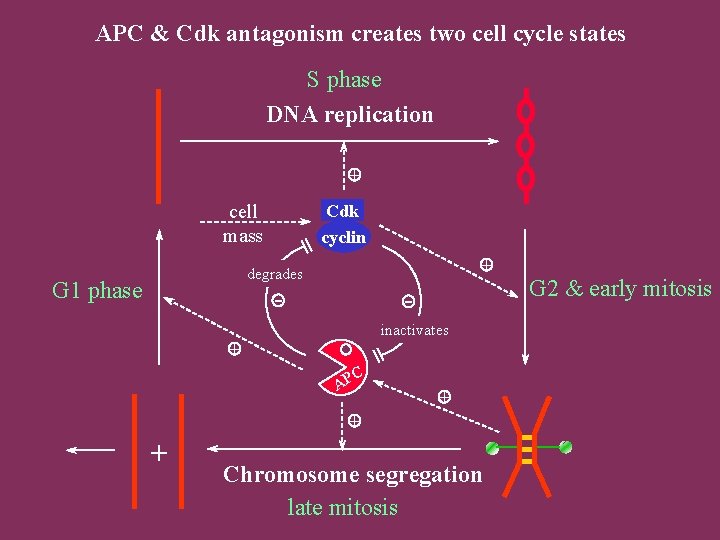 APC & Cdk antagonism creates two cell cycle states S phase DNA replication +