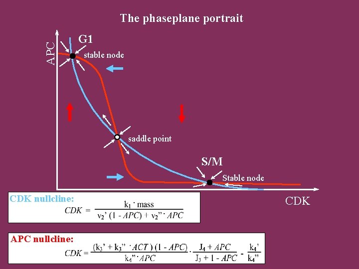 APC The phaseplane portrait G 1 stable node saddle point S/M Stable node CDK