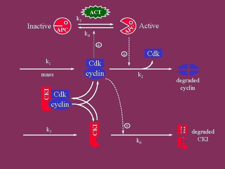 Inactive k 3 APC ACT C P A k 4 Active + Cdk k