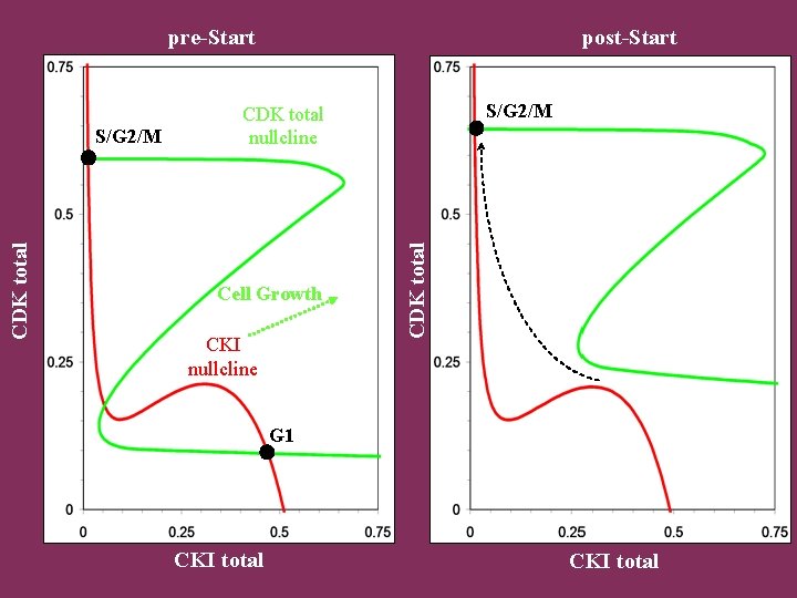 pre-Start S/G 2/M CDK total nullcline Cell Growth CKI nullcline CDK total S/G 2/M