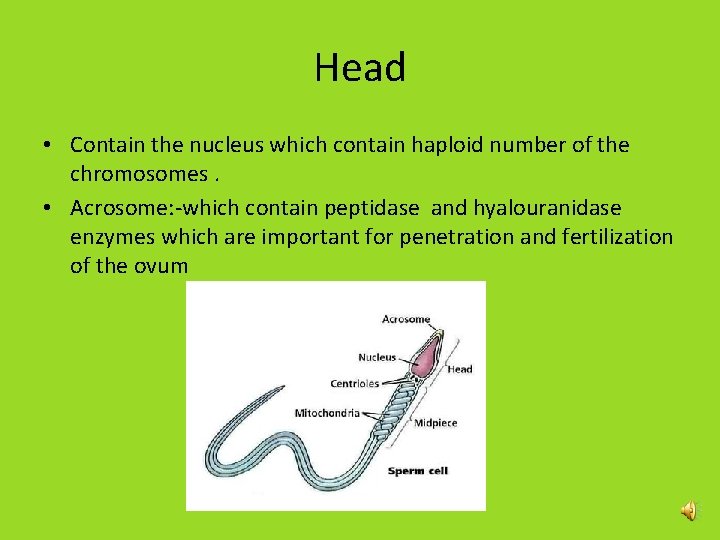 Head • Contain the nucleus which contain haploid number of the chromosomes. • Acrosome: Head • Contain the nucleus which contain haploid number of the chromosomes. • Acrosome:
