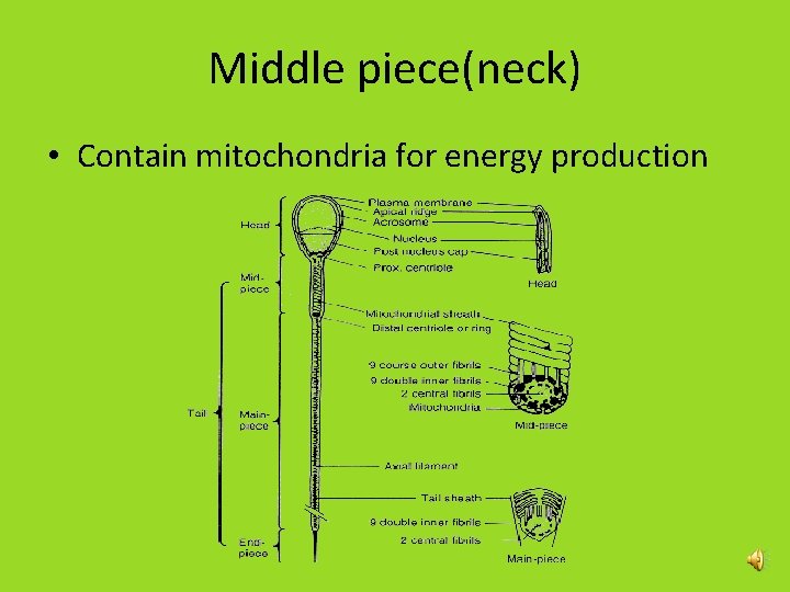 Middle piece(neck) • Contain mitochondria for energy production Middle piece(neck) • Contain mitochondria for energy production