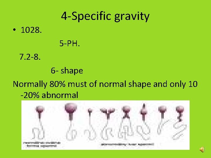 4 -Specific gravity • 1028. 5 -PH. 7. 2 -8. 6 - shape Normally 4 -Specific gravity • 1028. 5 -PH. 7. 2 -8. 6 - shape Normally