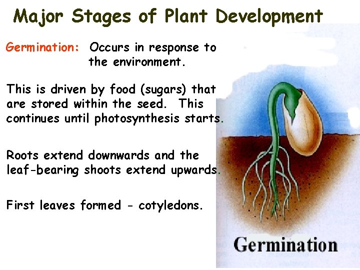 Major Stages of Plant Development Germination: Occurs in response to the environment. This is