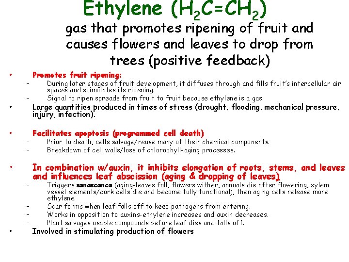 Ethylene (H 2 C=CH 2) • • • gas that promotes ripening of fruit
