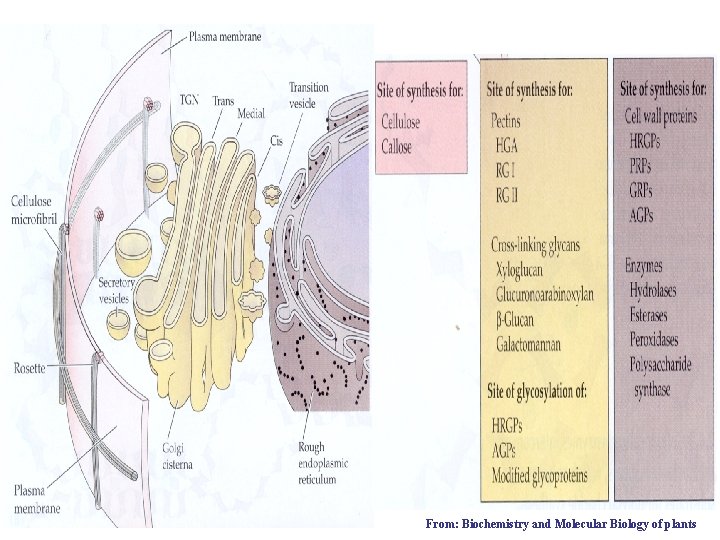 From: Biochemistry and Molecular Biology of plants 