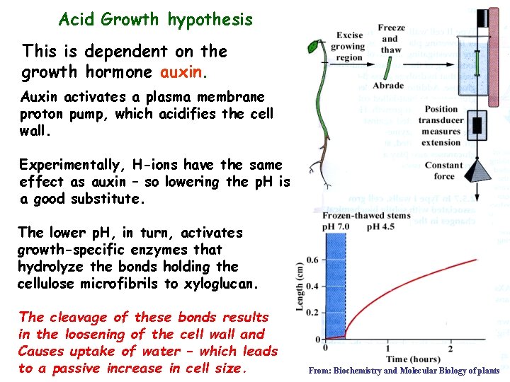 Acid Growth hypothesis This is dependent on the growth hormone auxin. Auxin activates a