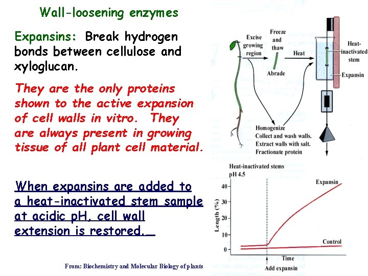 Wall-loosening enzymes Expansins: Break hydrogen bonds between cellulose and xyloglucan. They are the only