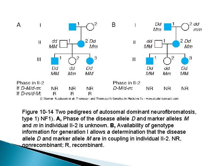 Figure 10 -14 Two pedigrees of autosomal dominant neurofibromatosis, type 1) NF 1). A,