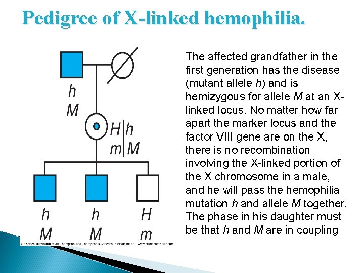 Pedigree of X-linked hemophilia. The affected grandfather in the first generation has the disease