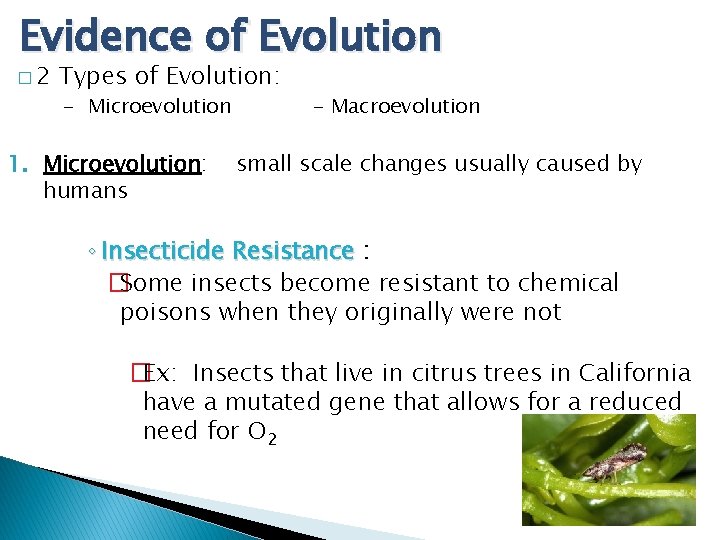 Evidence of Evolution � 2 Types of Evolution: - Microevolution 1. Microevolution: humans -