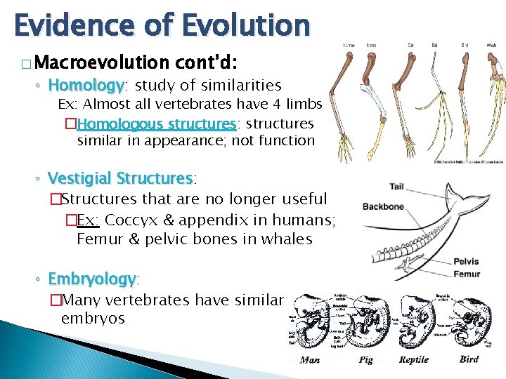 Evidence of Evolution � Macroevolution cont’d: ◦ Homology: Homology study of similarities Ex: Almost