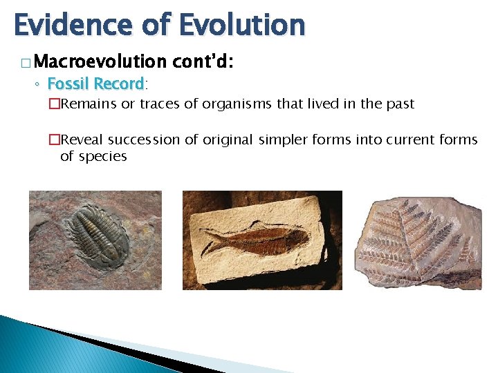 Evidence of Evolution � Macroevolution ◦ Fossil Record: Record cont’d: �Remains or traces of