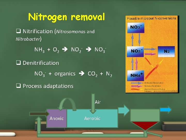 Nitrogen removal q Nitrification (Nitrosomonas and Nitrobacter) NH 3 + O 2 NO 2