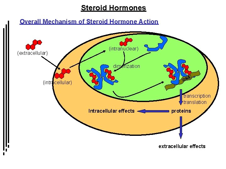 Steroid Hormones Overall Mechanism of Steroid Hormone Action (extracellular) (intranuclear) dimerization A DN (intracellular)