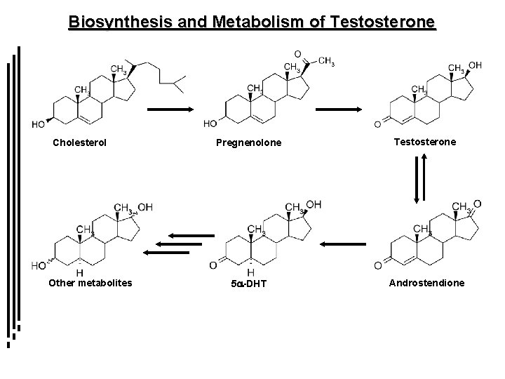 Biosynthesis and Metabolism of Testosterone Cholesterol Other metabolites Pregnenolone Testosterone 5 a-DHT Androstendione 