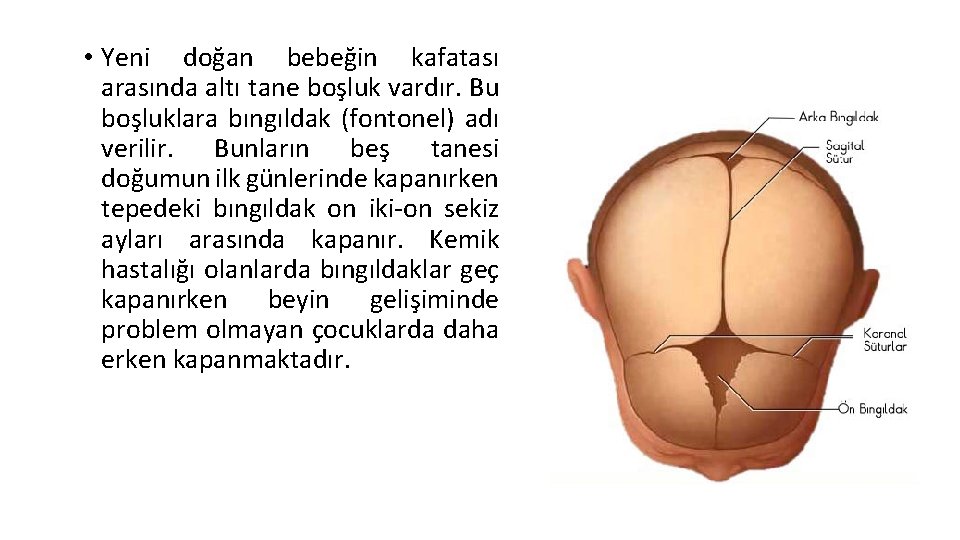 • Yeni doğan bebeğin kafatası arasında altı tane boşluk vardır. Bu boşluklara bıngıldak • Yeni doğan bebeğin kafatası arasında altı tane boşluk vardır. Bu boşluklara bıngıldak