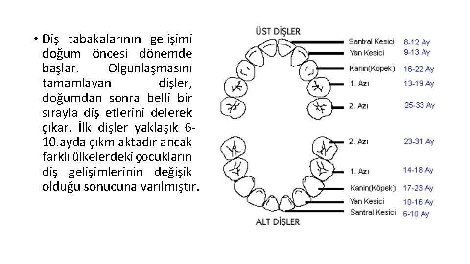  • Diş tabakalarının gelişimi doğum öncesi dönemde başlar. Olgunlaşmasını tamamlayan dişler, doğumdan sonra