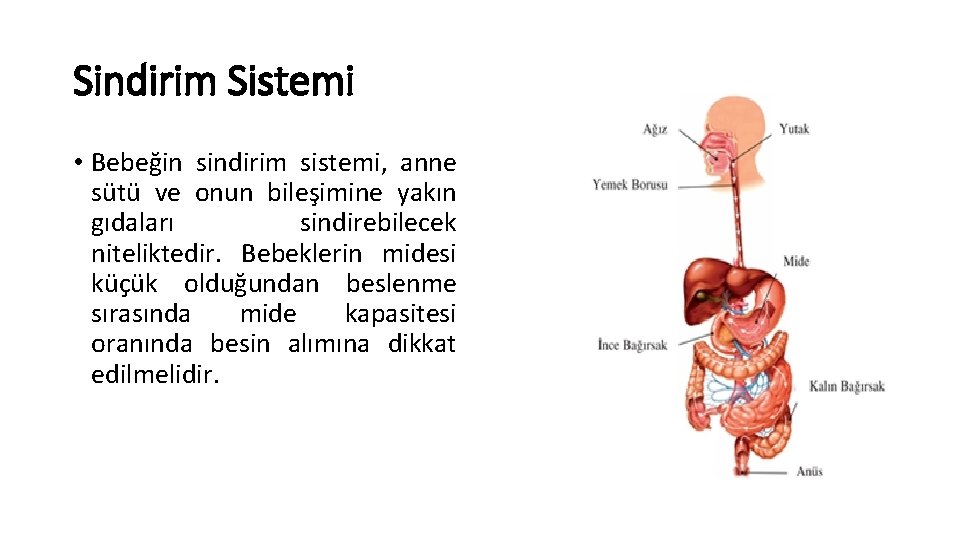 Sindirim Sistemi • Bebeğin sindirim sistemi, anne sütü ve onun bileşimine yakın gıdaları sindirebilecek