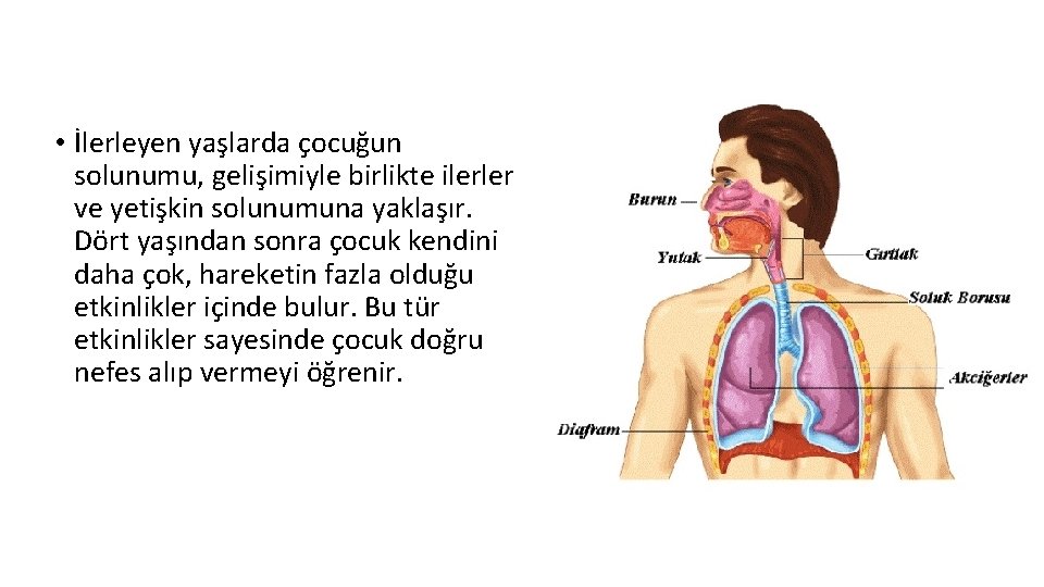 • İlerleyen yaşlarda çocuğun solunumu, gelişimiyle birlikte ilerler ve yetişkin solunumuna yaklaşır. Dört • İlerleyen yaşlarda çocuğun solunumu, gelişimiyle birlikte ilerler ve yetişkin solunumuna yaklaşır. Dört