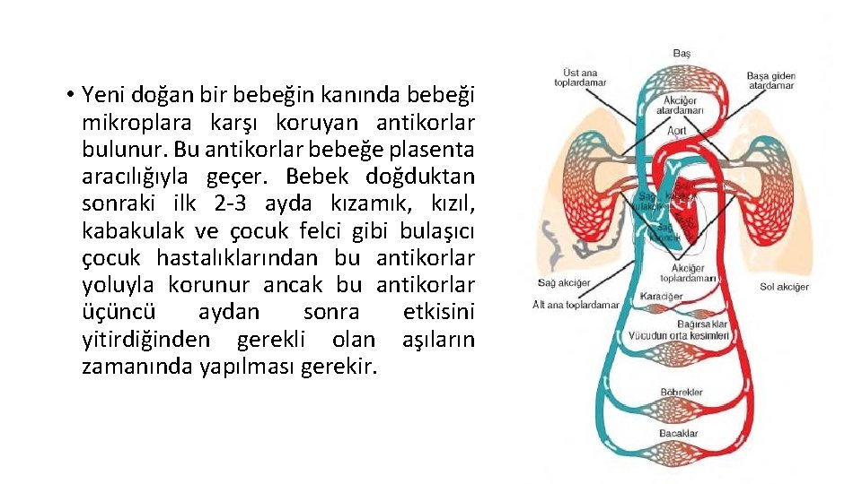  • Yeni doğan bir bebeğin kanında bebeği mikroplara karşı koruyan antikorlar bulunur. Bu