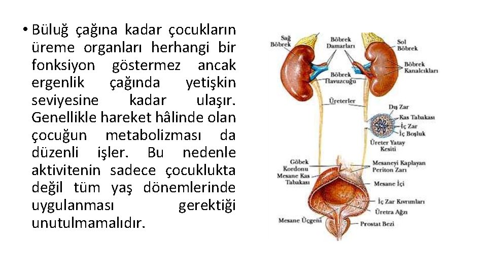  • Büluğ çağına kadar çocukların üreme organları herhangi bir fonksiyon göstermez ancak ergenlik