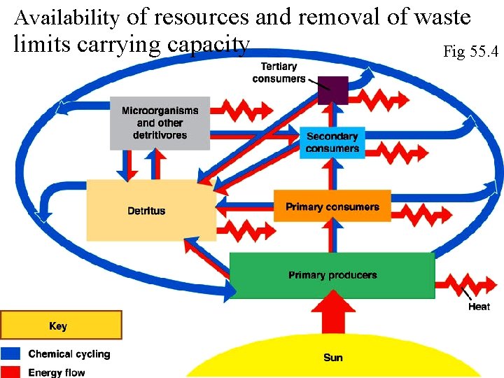 Availability of resources and removal of waste limits carrying capacity Fig 55. 4 