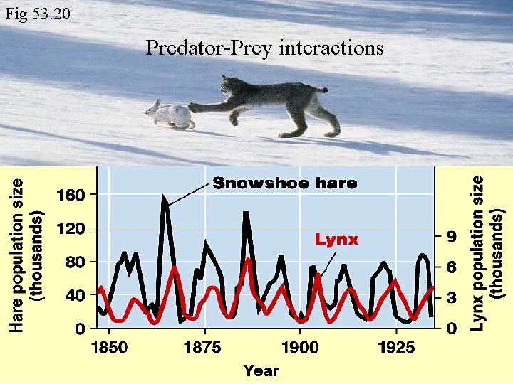 Fig 53. 20 Predator-Prey interactions 